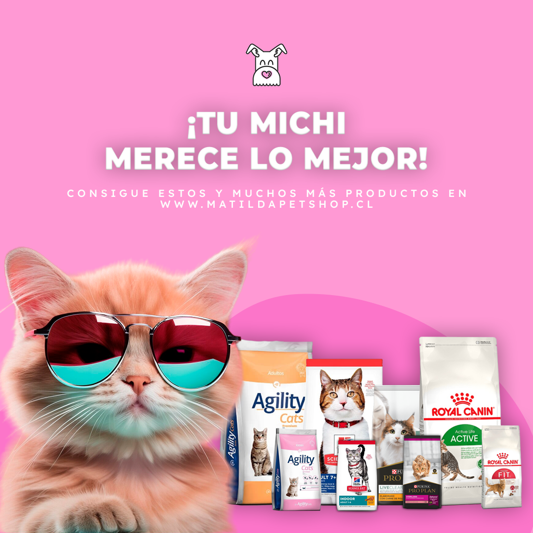 Alimento-gatos-1